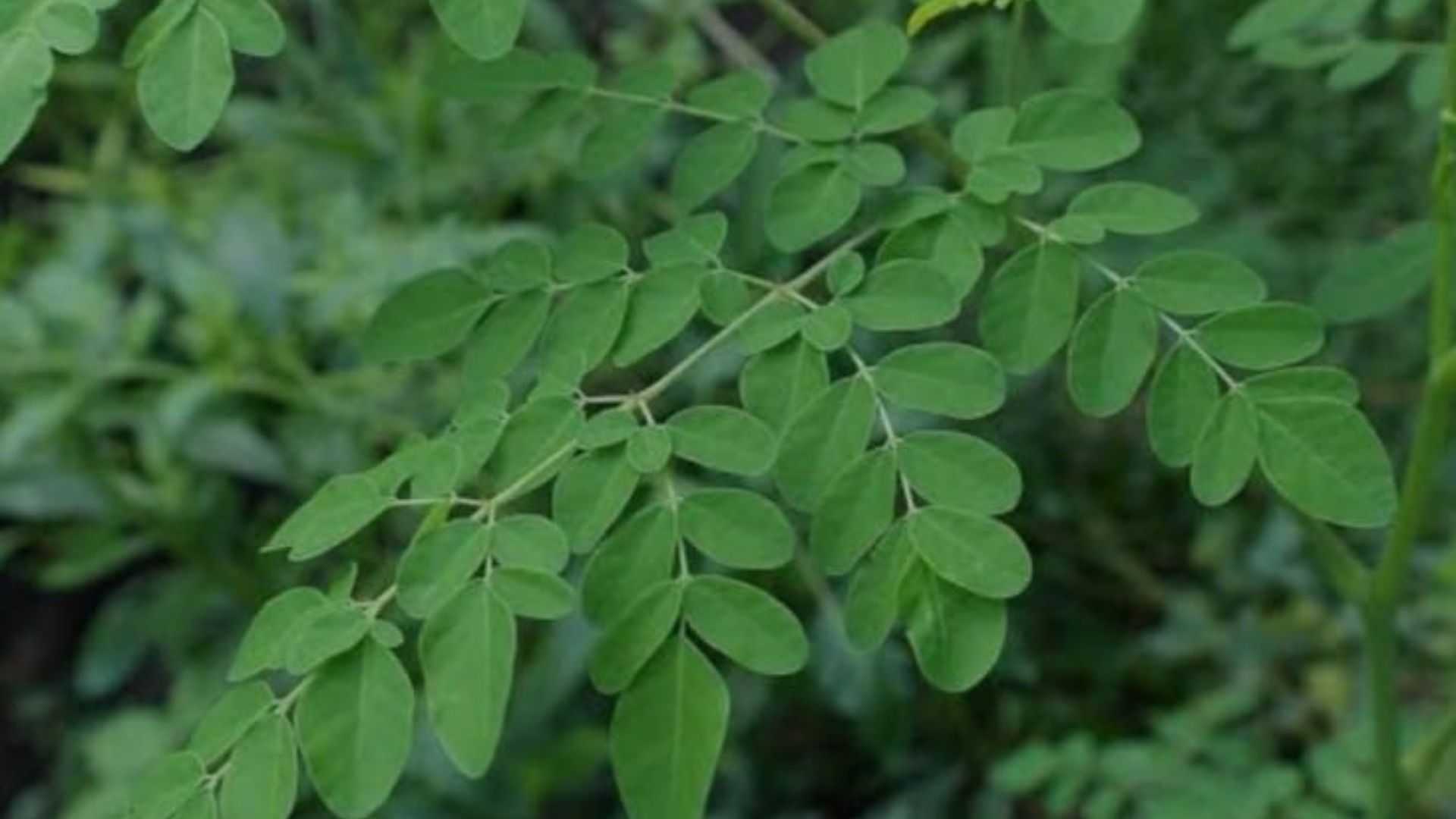 Cara Mengolah Daun Kelor agar Manfaatnya Maksimal